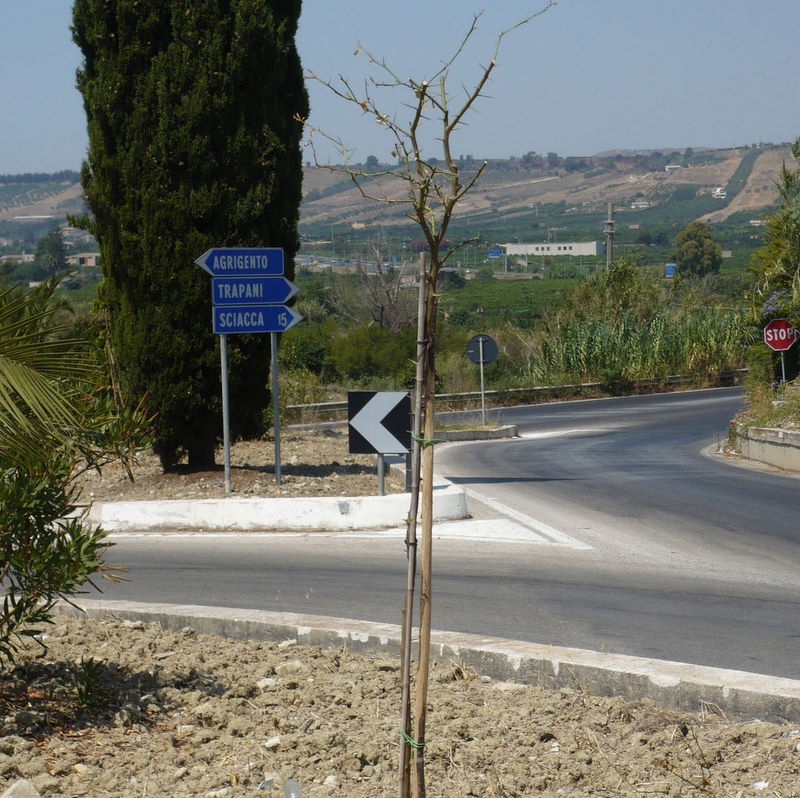 Archivio Notizie Corriere di Sciacca